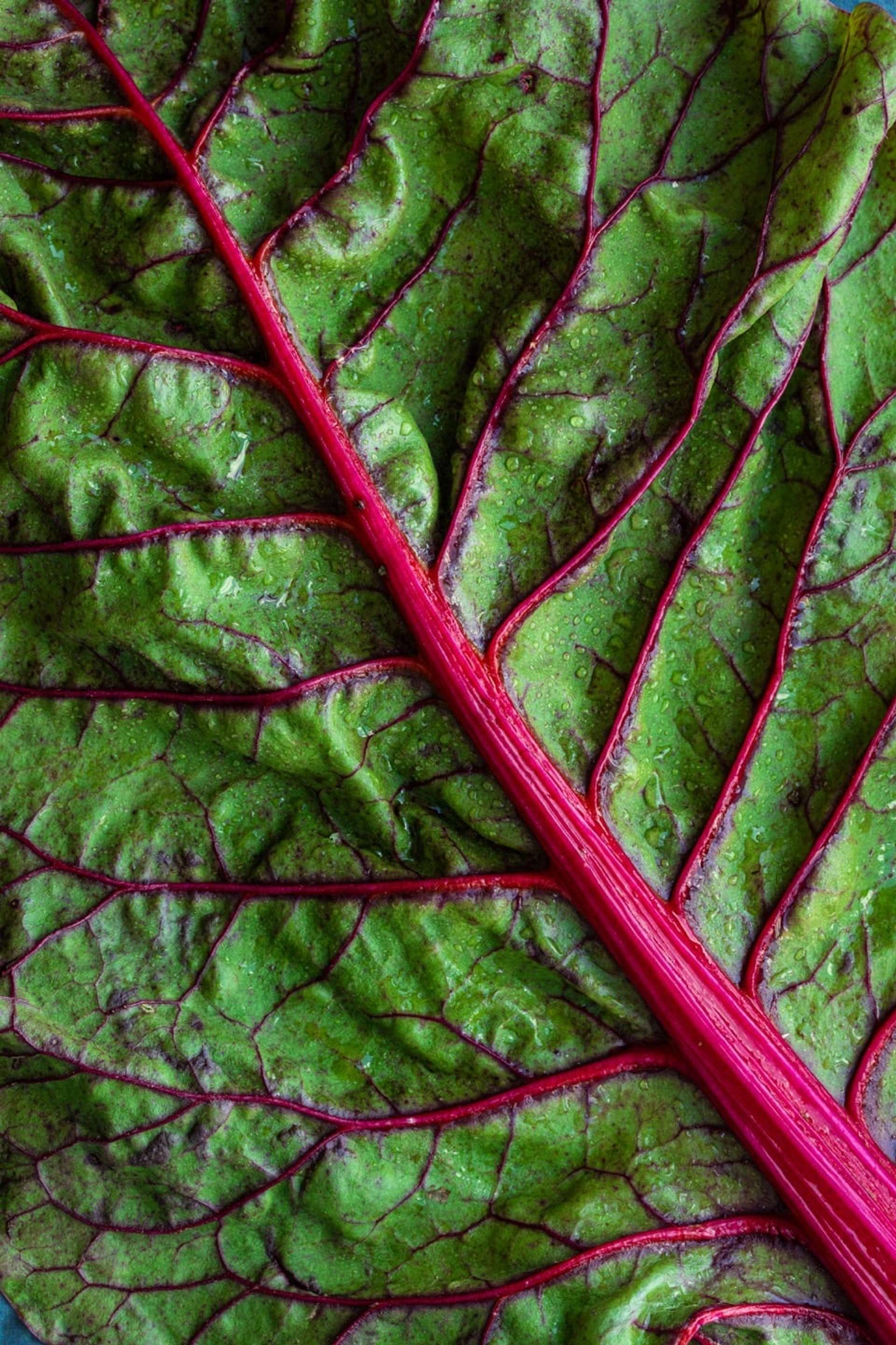 Precioso primer plano del tallo y hojas de una acelga con tonos rosados