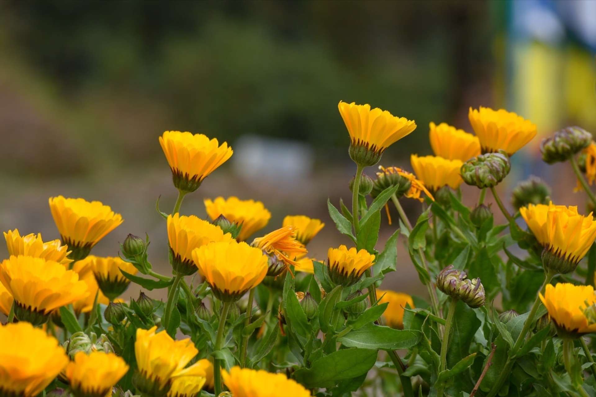 Caléndulas abriendo sus flores amarillas