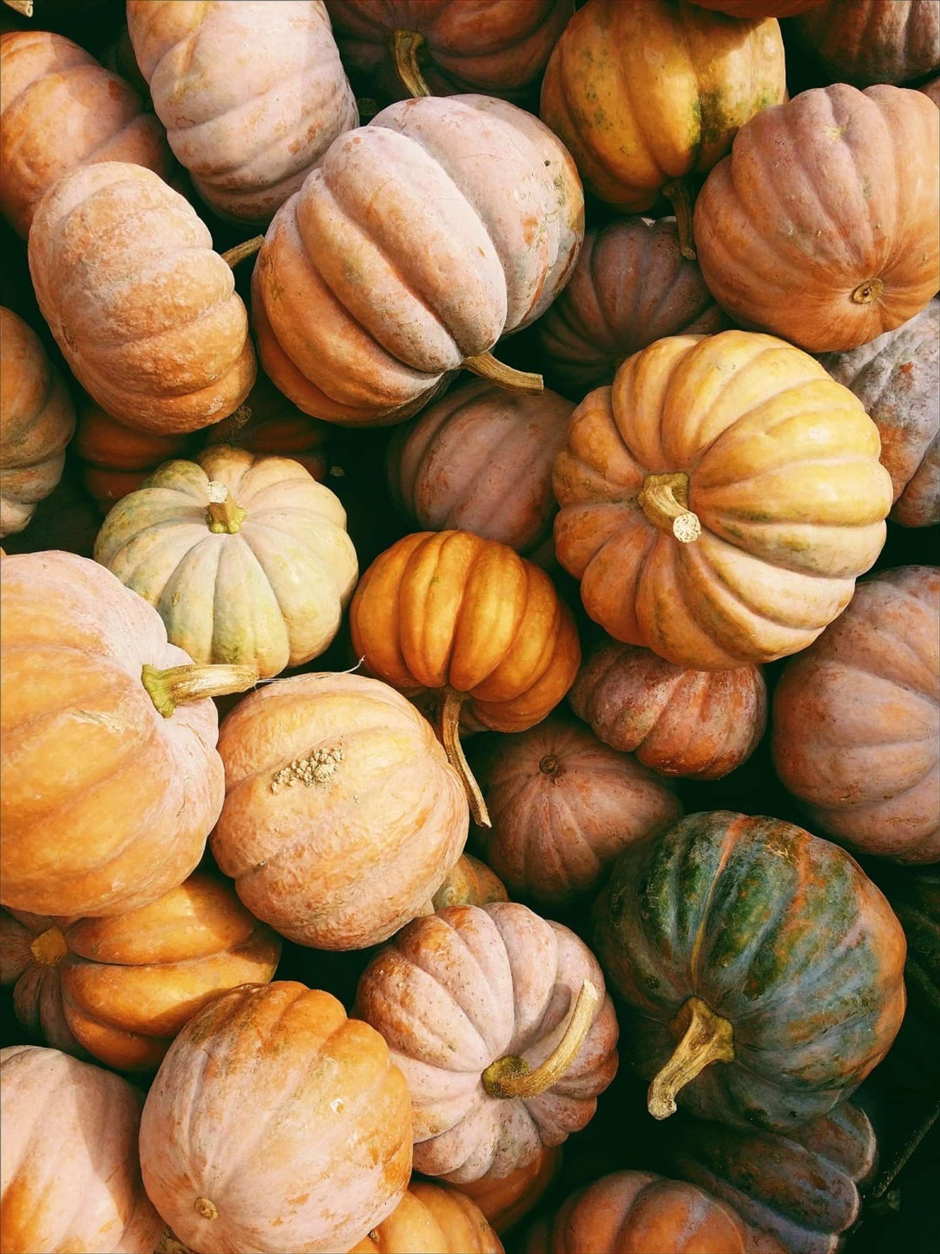 Calabazas de distintos colores amontonadas