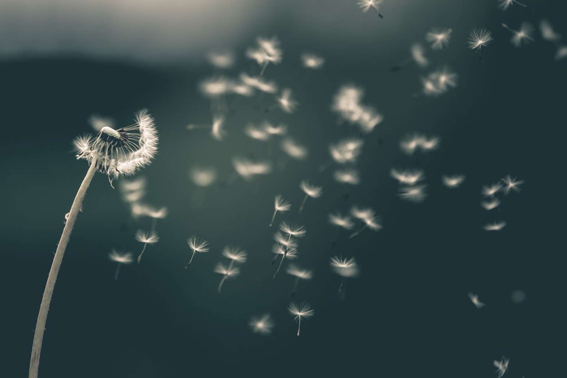 Semillas de Diente de León volando al viento