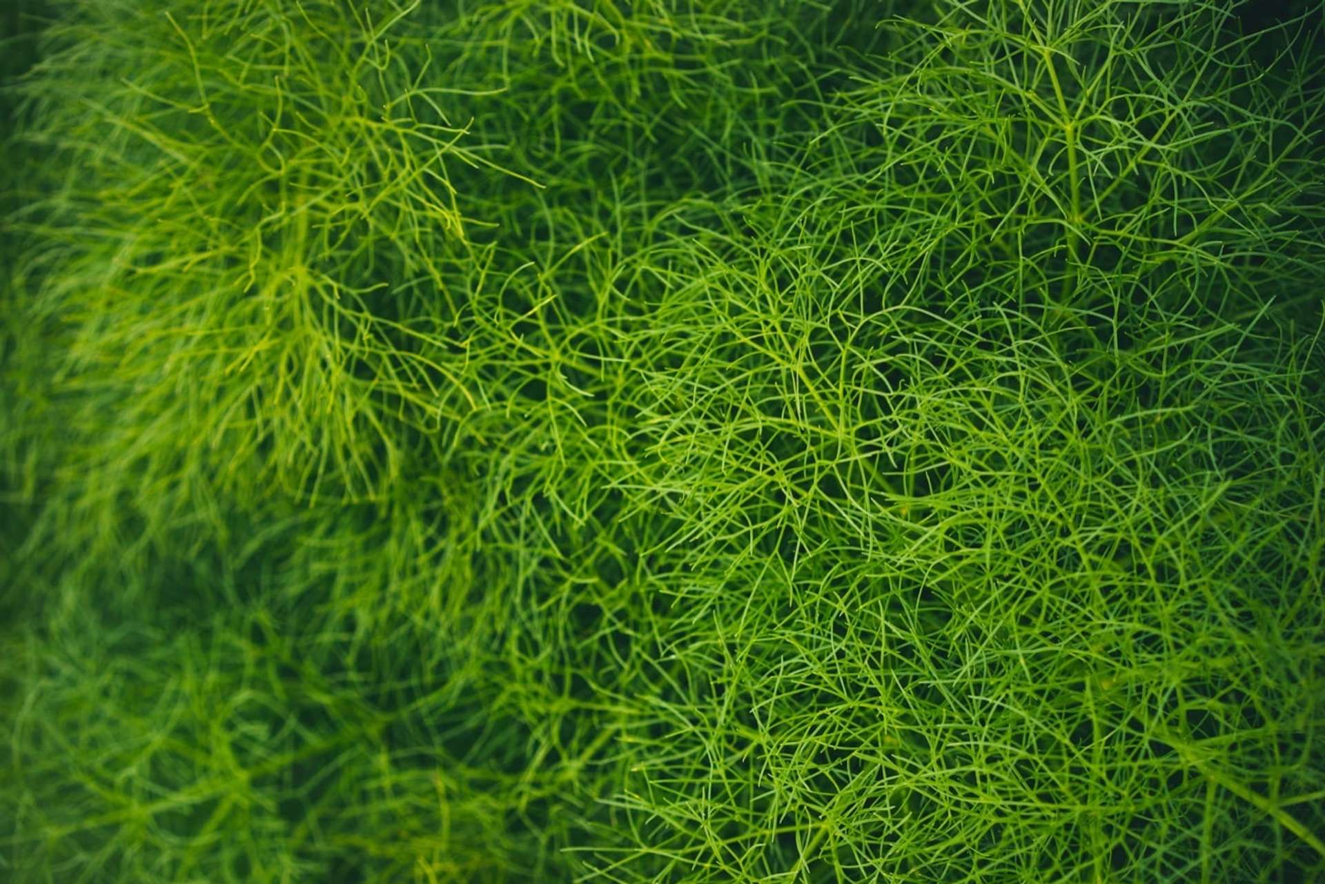 Primer plano de plantas de Hinojo silvestres