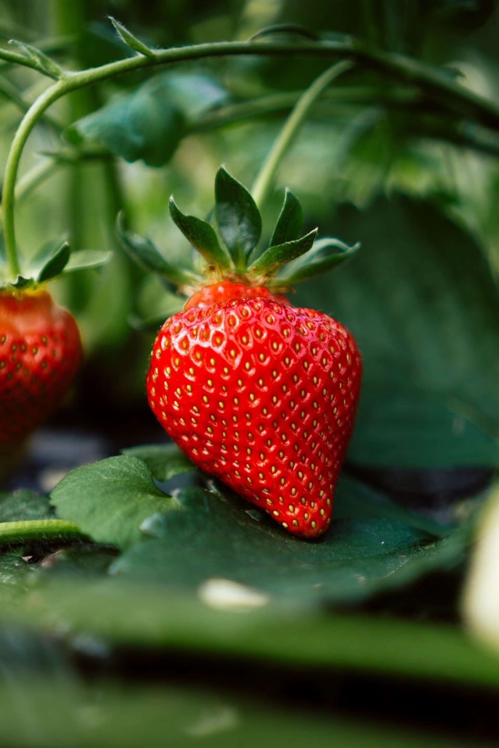 Primer plano de una fresa apoyada sobre hojas de su planta