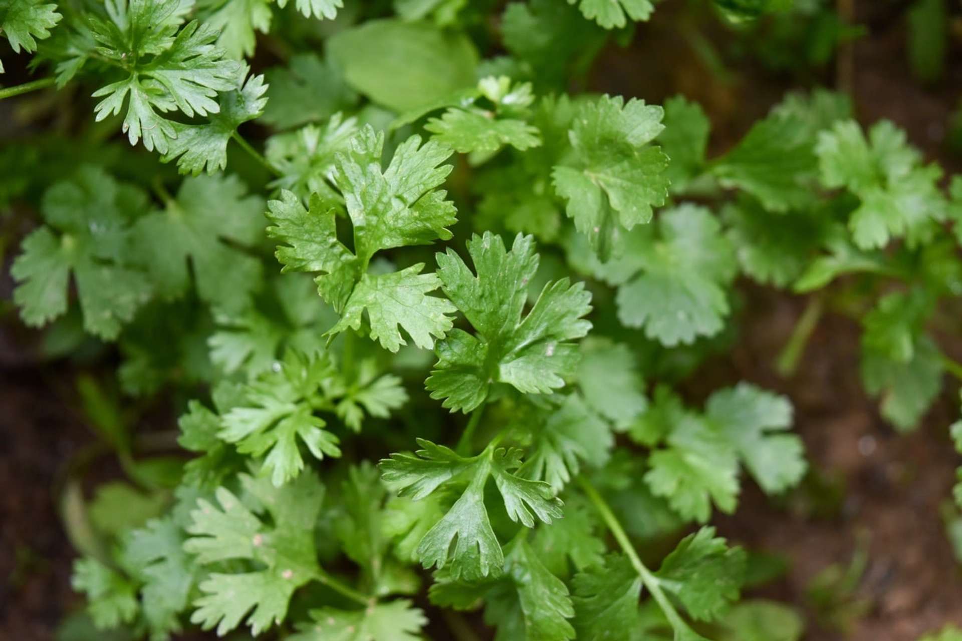 Primer plano de planta de Perejil de hoja plana
